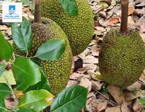 BÁN NHÀ VƯỜN SỐ 274/ 30 NHÁNH SƯƠNG CÁ 2, LONG THỚI - NHÀ BÈ.