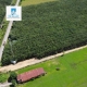 BÁN ĐẤT CAO SU HƠN 1,1 HA - GẦN VINAMILK RESORT - TÂY NINH . 