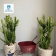 BÁN GẤP BIỆT THỰ KDC NAM LONG TRẦN TRỌNG CUNG, GẦN VINCOM QUẬN 7 