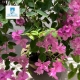 NHÀ SÂN VƯỜN- KDC SAVIMEX P.PHÚ THUẬN QUẬN 7 - GẦN CHỢ PHÚ THUẬN.